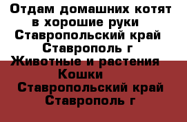 Отдам домашних котят в хорошие руки - Ставропольский край, Ставрополь г. Животные и растения » Кошки   . Ставропольский край,Ставрополь г.